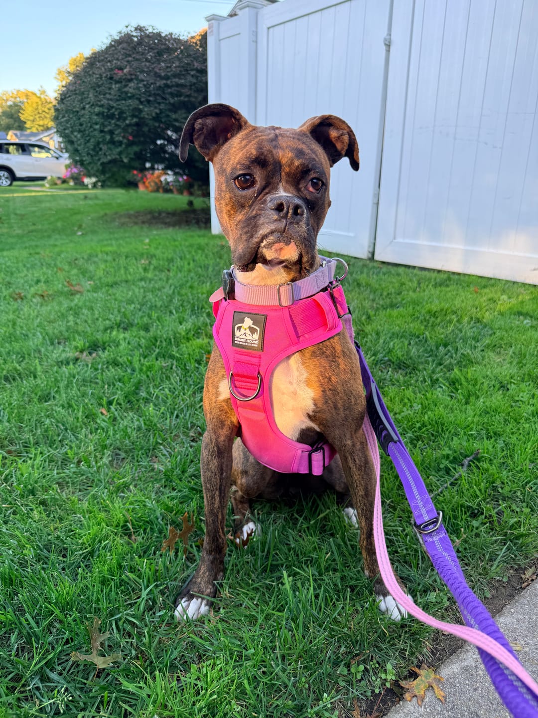 Customer photo review of No Pull Bully Proof Harness