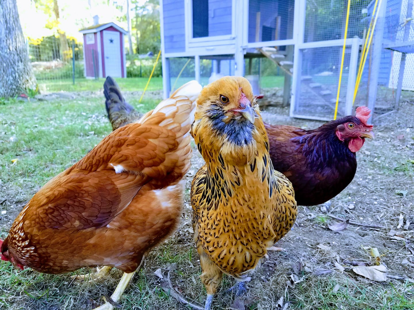 Customer photo review of Peck Purity Daily Digestive Defense for Flock Strength