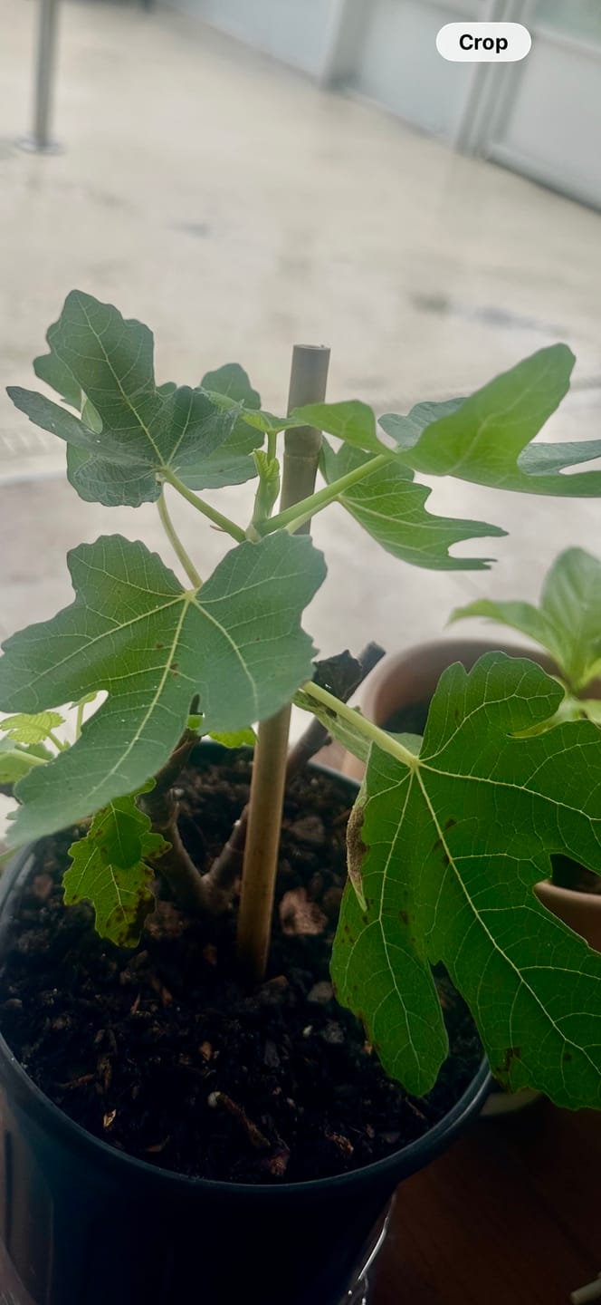 Customer photo review of Brown Turkey Fig Plant Fruiting