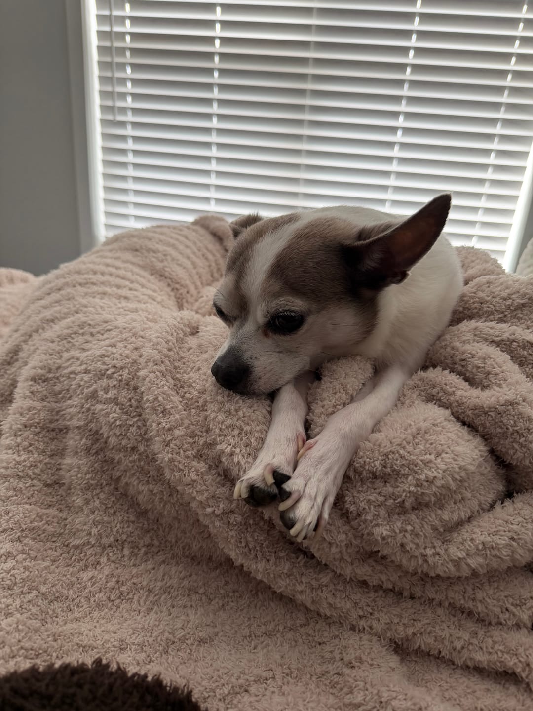 Customer photo review of Blushing Beige Ribbed King Sized Bed Blanket