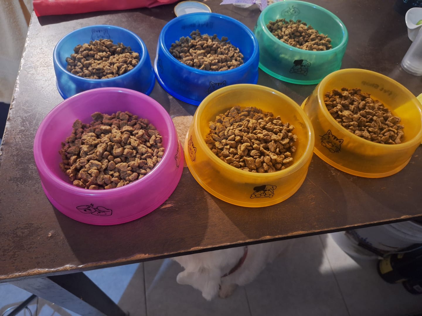 Customer photo review of CT2426 1 Pieza De Tazon Plastico Para Mascota