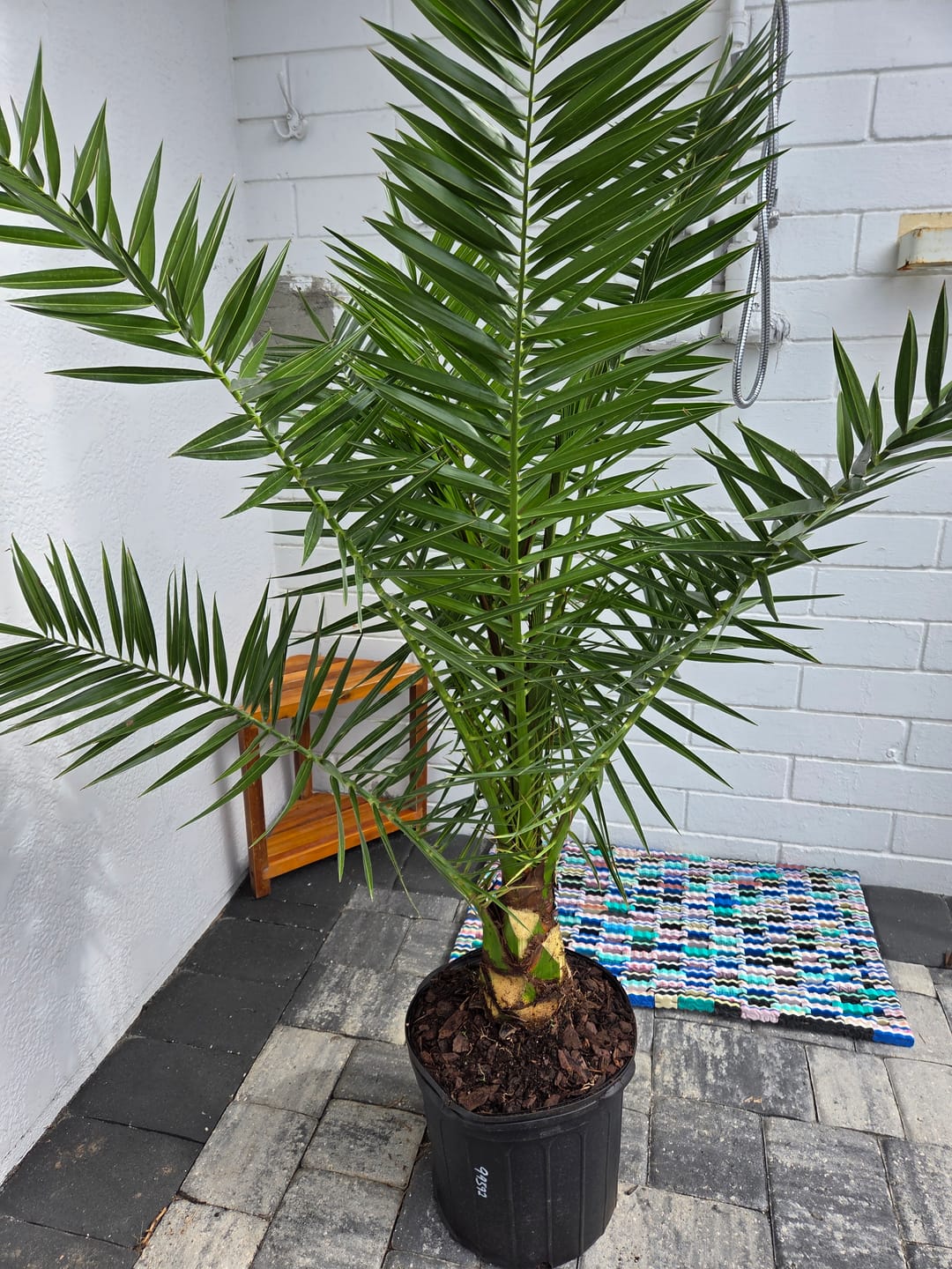 Customer photo review of Canary Island Date Palm, Phoenix Canariensis, Pineapple Palm