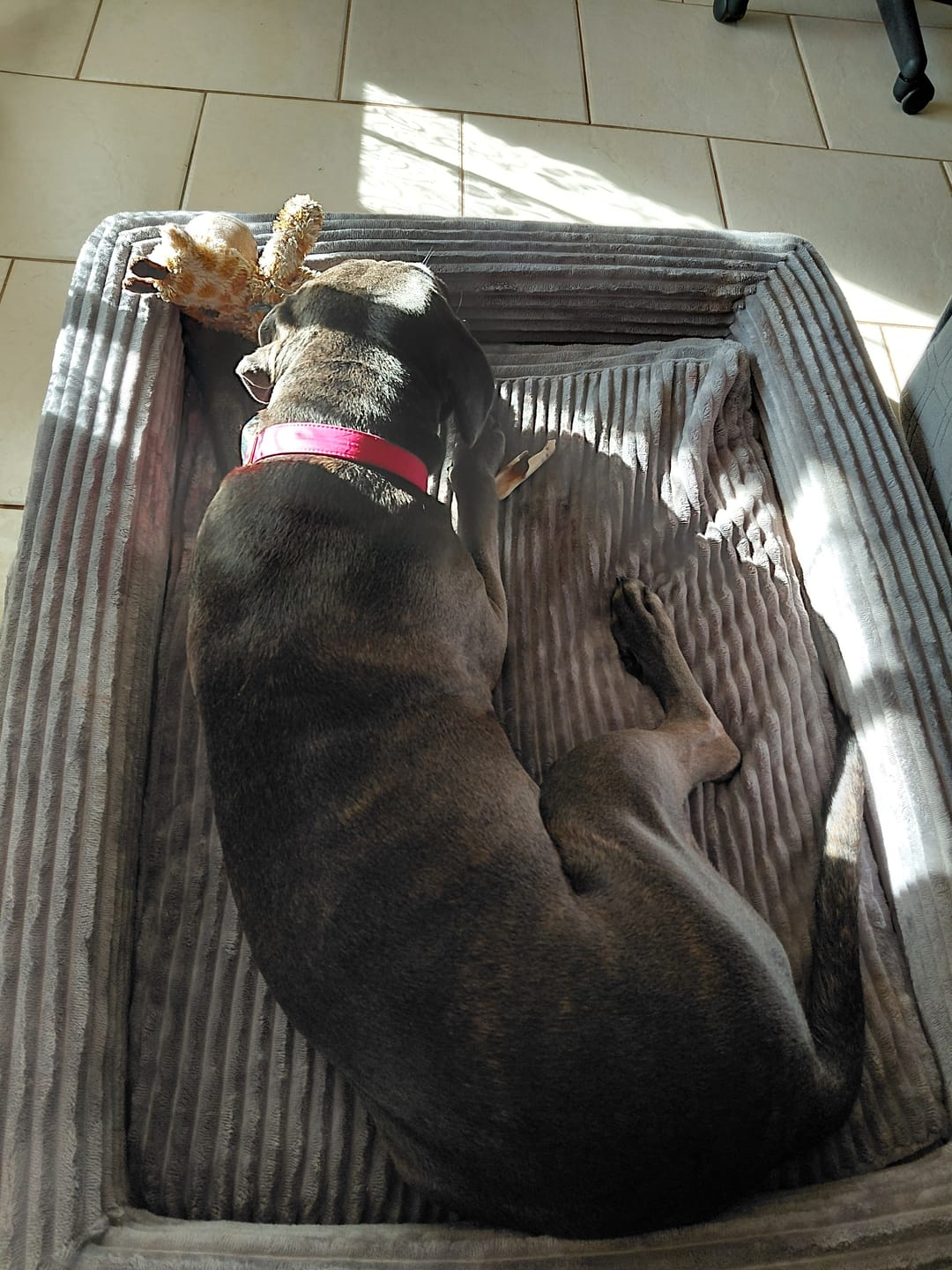 Customer photo review of Pet Calming Bed – Waterproof & Washable