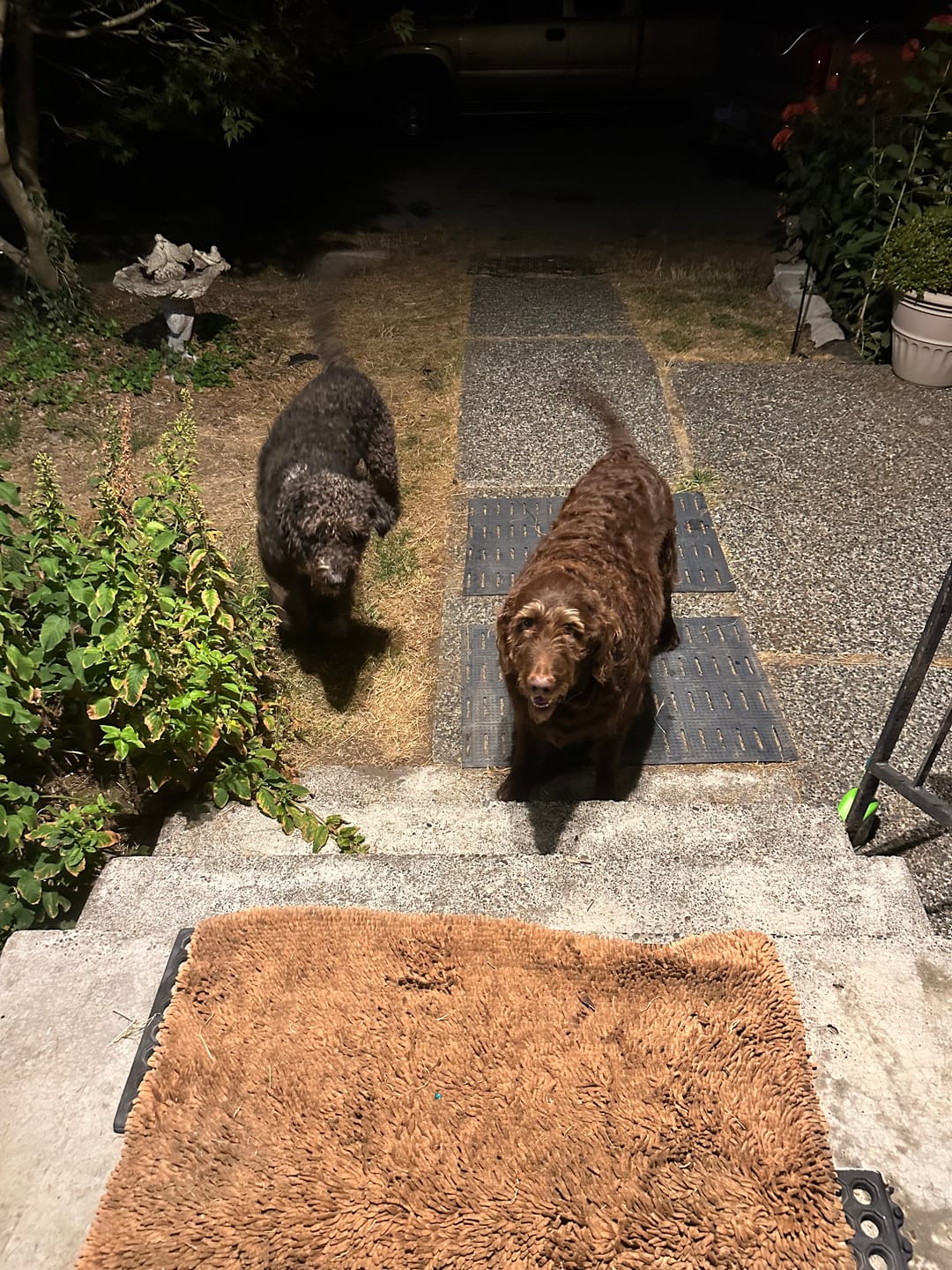 Customer photo review of Carprofen Chewable Tablets for Dogs (Generic for Rimadyl) – Joint Support & Pain Relief