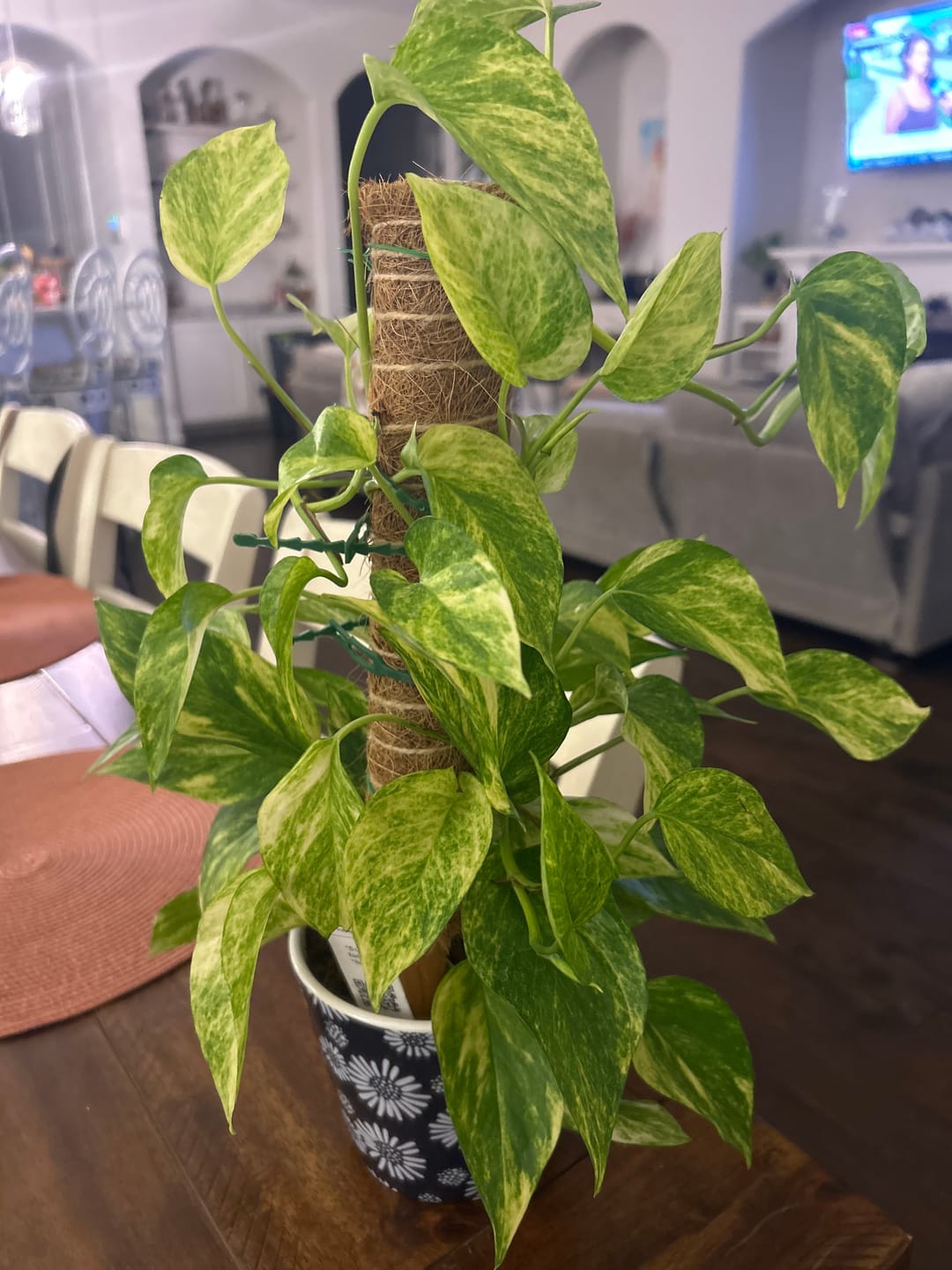 Customer photo review of Pothos Epipremnum aureum 'Alta Voltagem'