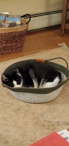 Customer photo review of Miova - Das natürliche Revier für deine Katze