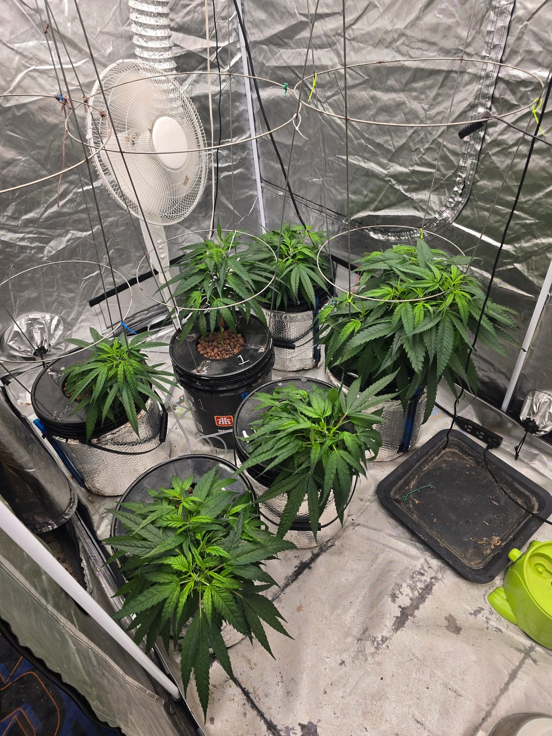Customer photo review of Advanced Nutrients pH Perfect Bundle – Grow, Bloom & Micro