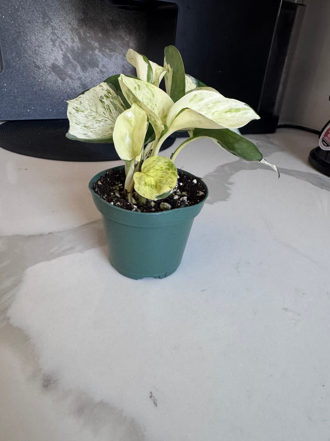 Customer photo review of Pothos Epipremnum aureum 'Manjula'