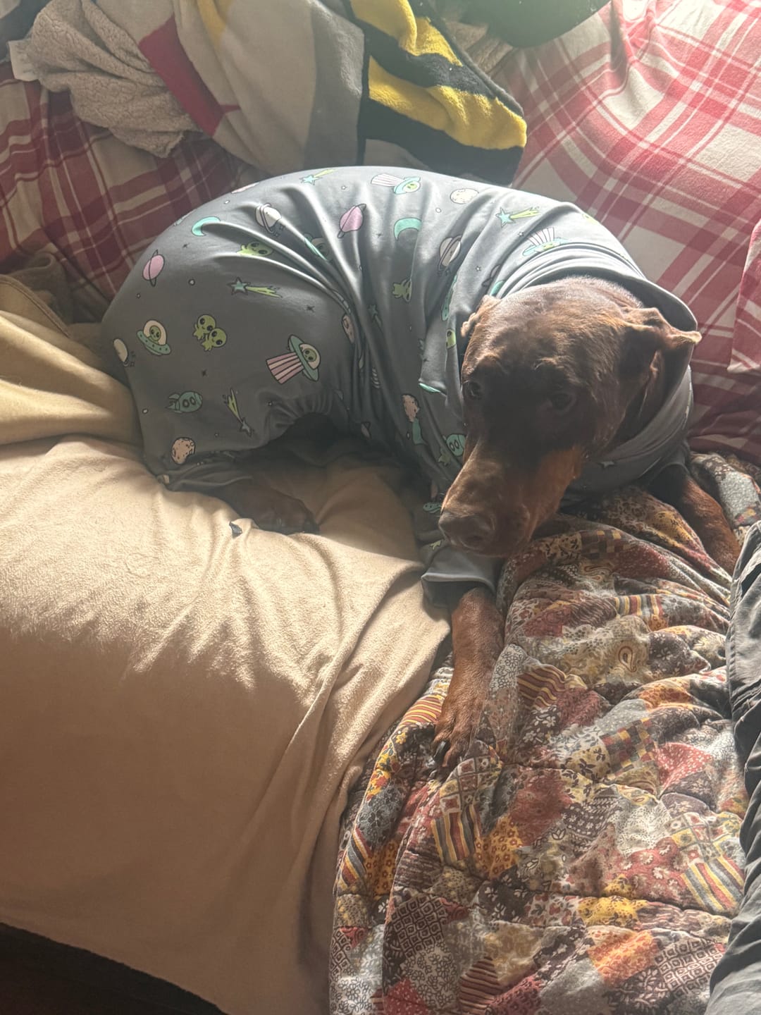 Customer photo review of Dog Pajama - Dragons