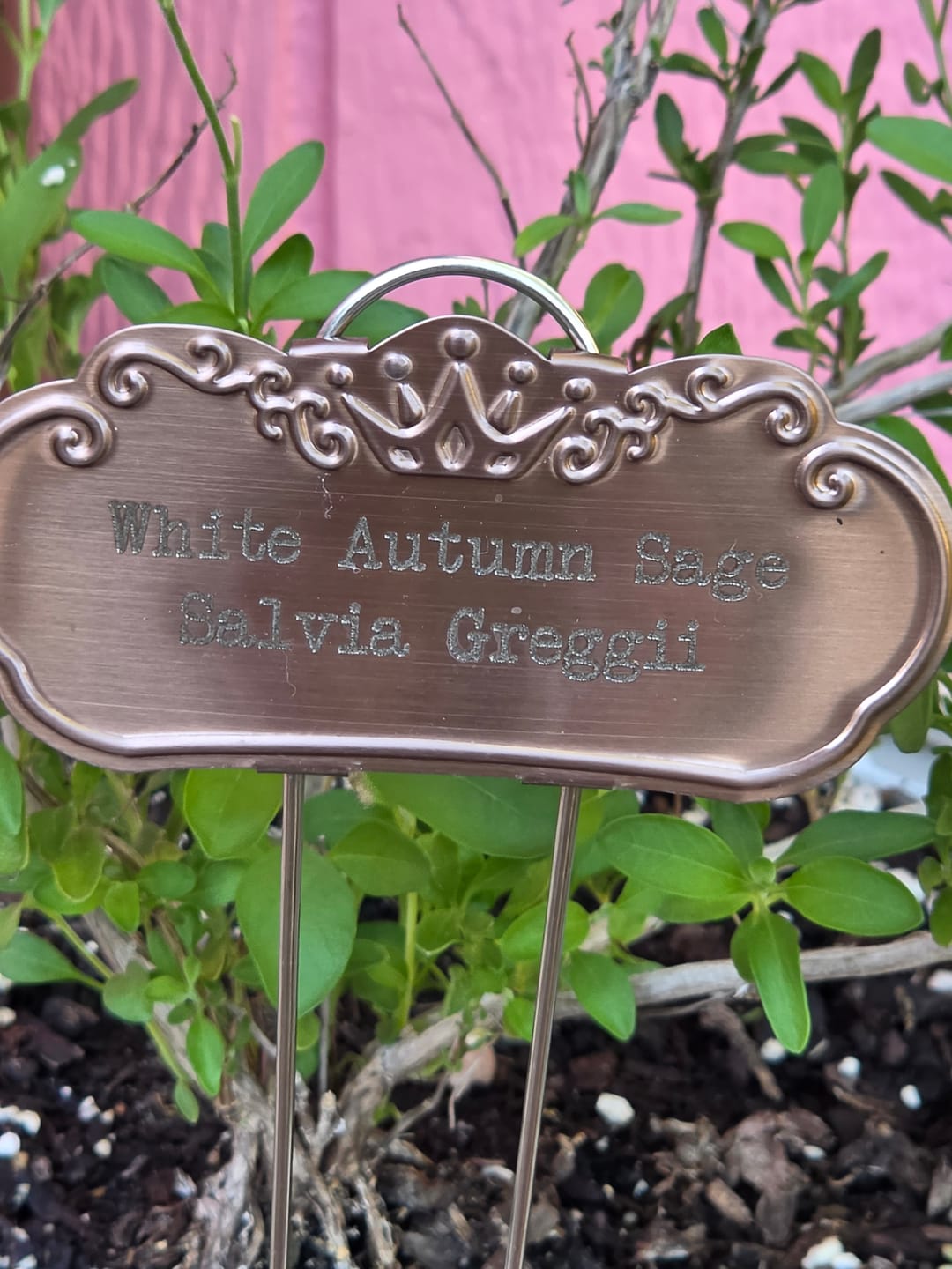 Customer photo review of Salvia Greggii 'White'
