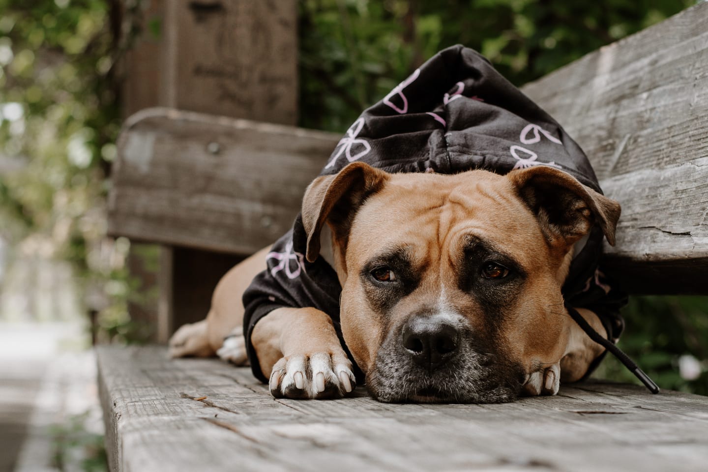 Customer photo review of Coquette Dog Hoodie