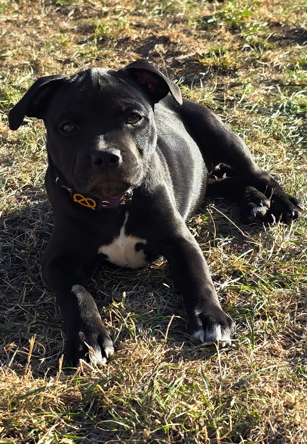 Customer photo review of Staffordshire Bull Terrier 1935® Puppy Collar & Leash Set - Purple & Neon Pink