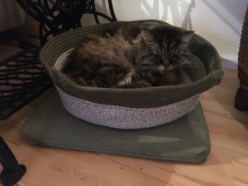 Customer's fluffy cat resting comfortably inside the round, green Fellnest Katzenkorb on a soft surface.