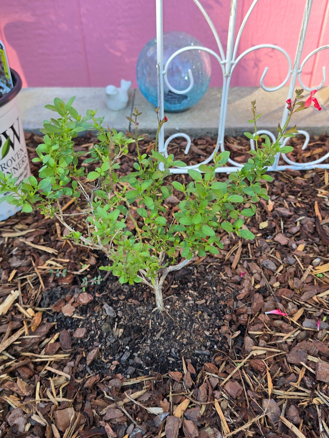 Customer photo review of Salvia Greggii 'Pink'
