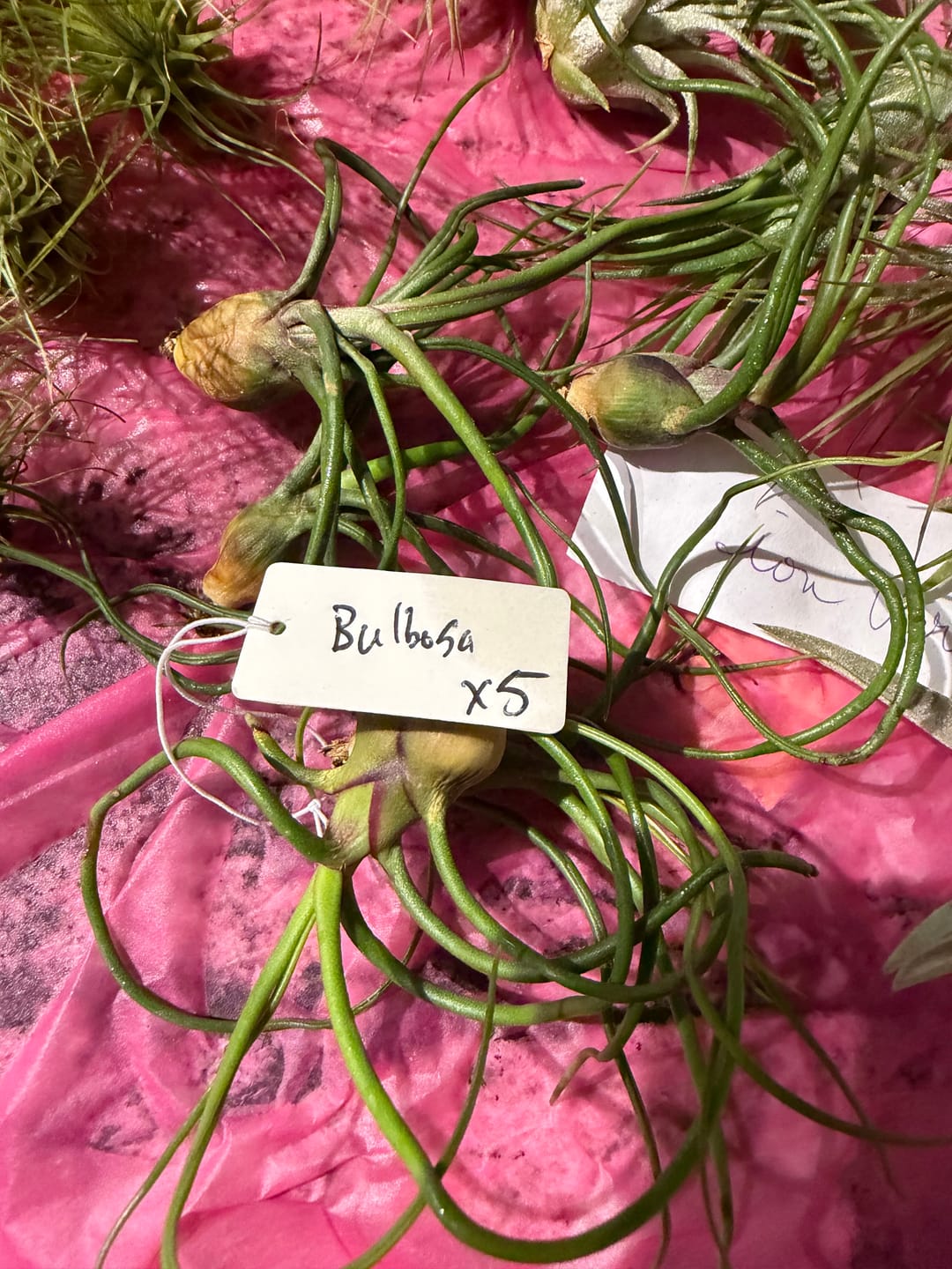 Customer photo review of Wholesale Bulbosa Small  (Minimum Order 5)