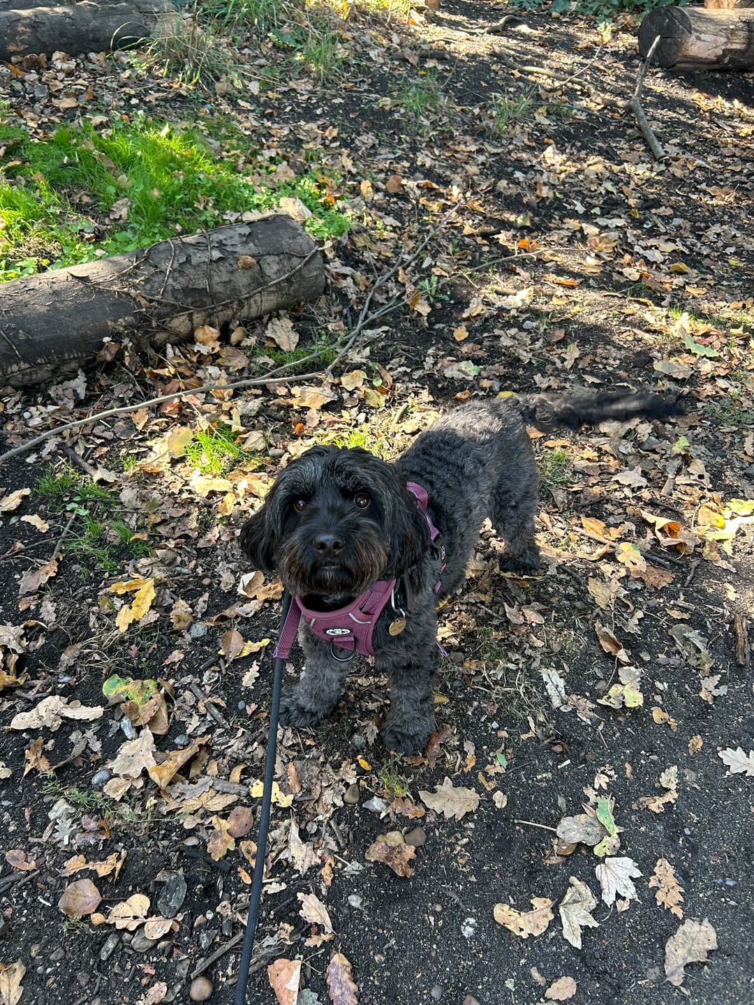 Customer photo review of Trail & Glow® Dog Harness - Mulberry Tweed