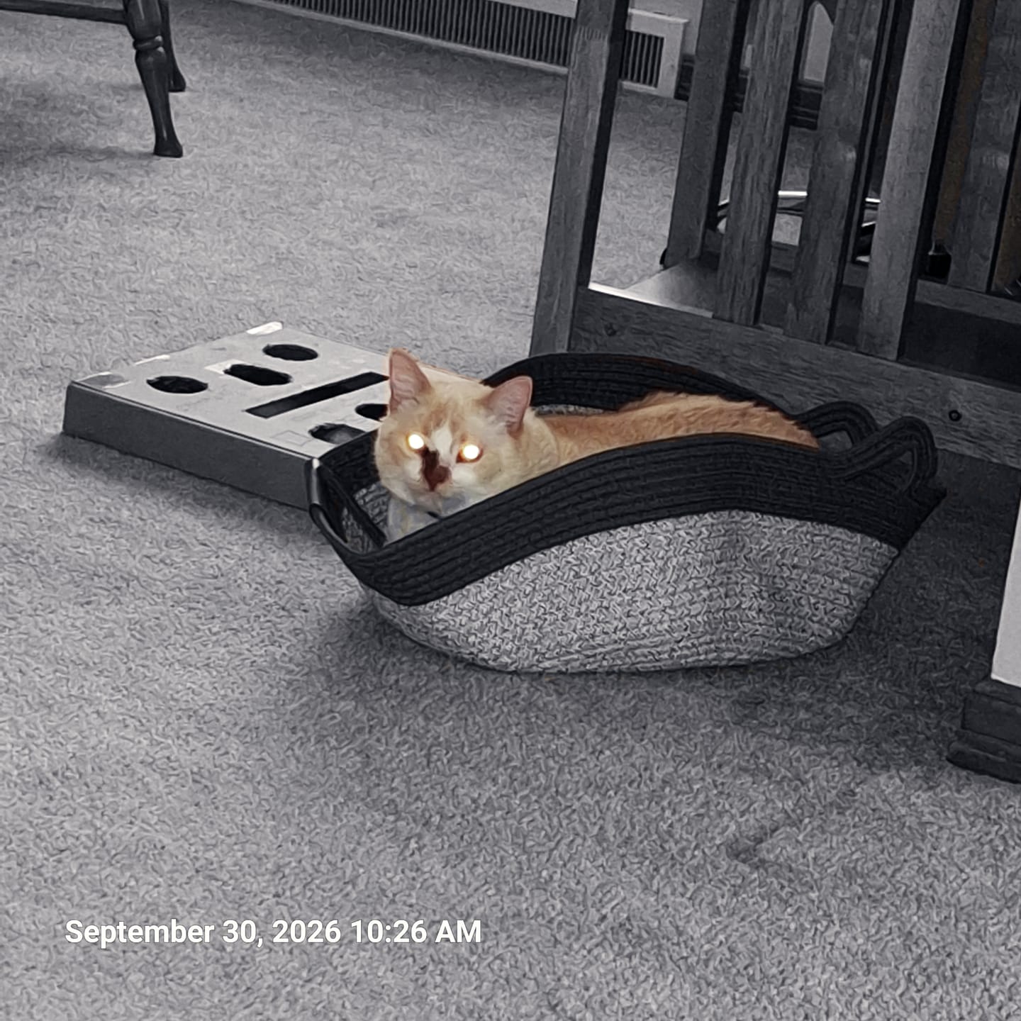 Customer photo review of Instinct Basket | Meet the first research-backed natural territory for indoor cats
