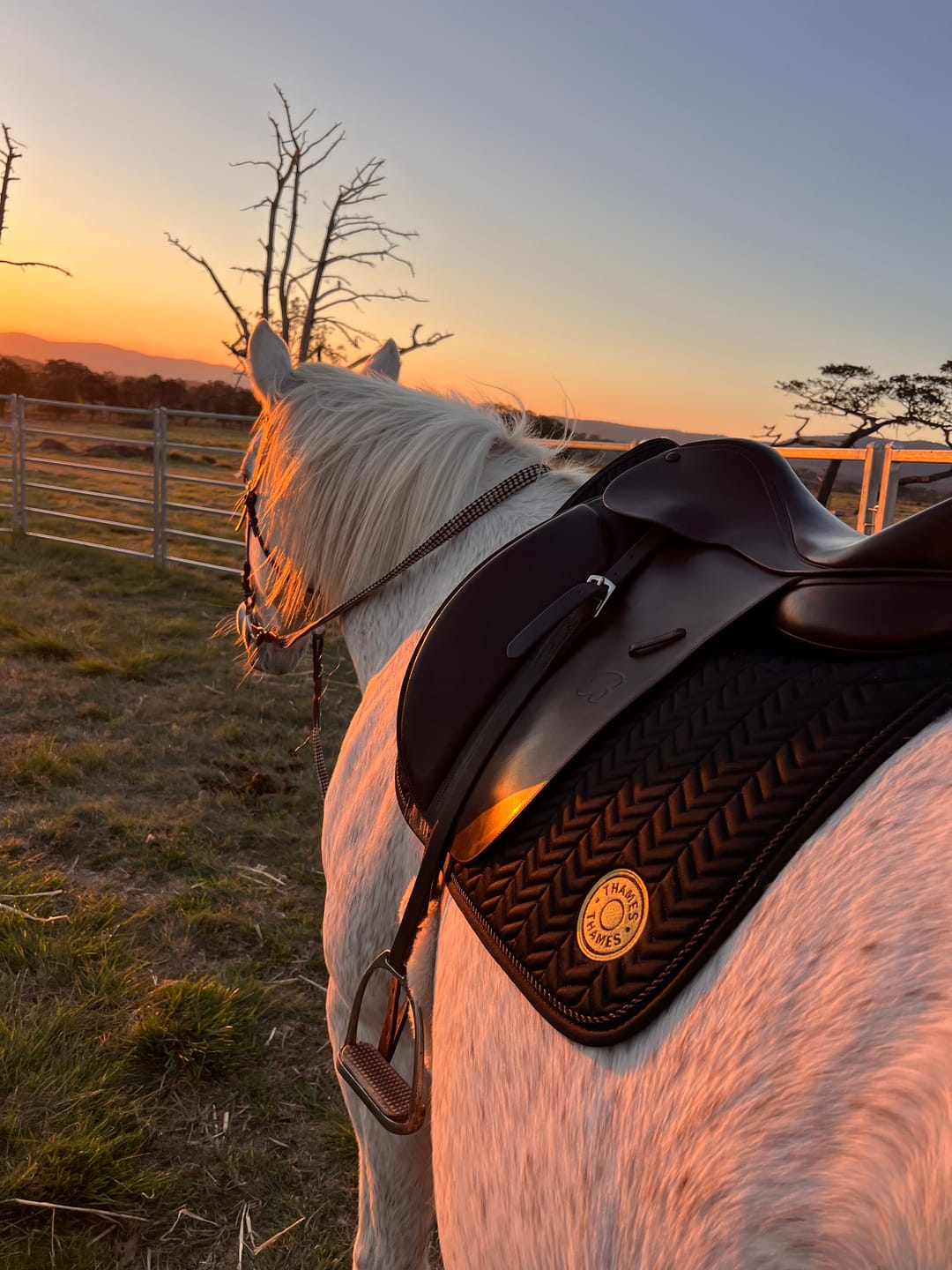 Customer photo review of Thames Rothbury Saddle Pad - Gold