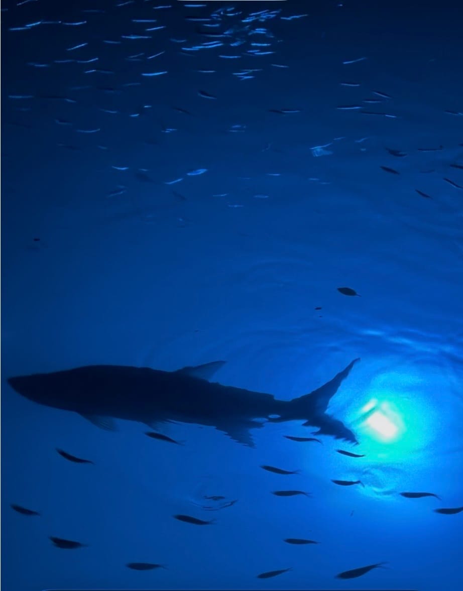 Customer photo review of Sea Floor Dock Light-Blue-SF200B