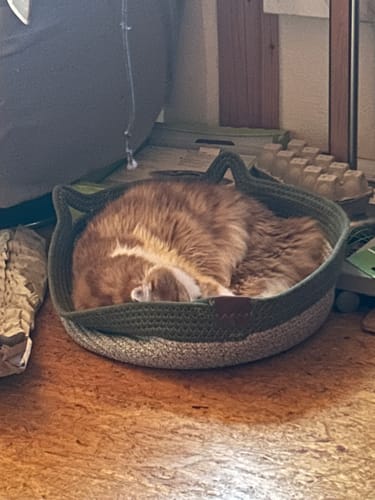 Kunden Fellnest Katzenkorb in grüner Farbe, in dem eine rot-weiße Katze zusammengerollt schläft.
