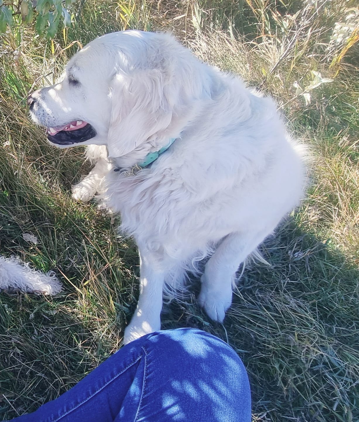 Customer photo review of Seafoam - Classic Biothane Dog Collar