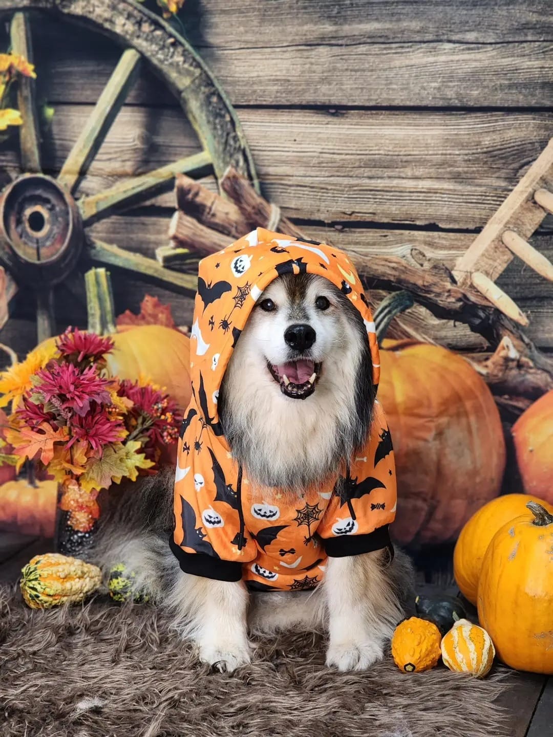 Customer photo review of Halloween Dog Hoodie - Orange