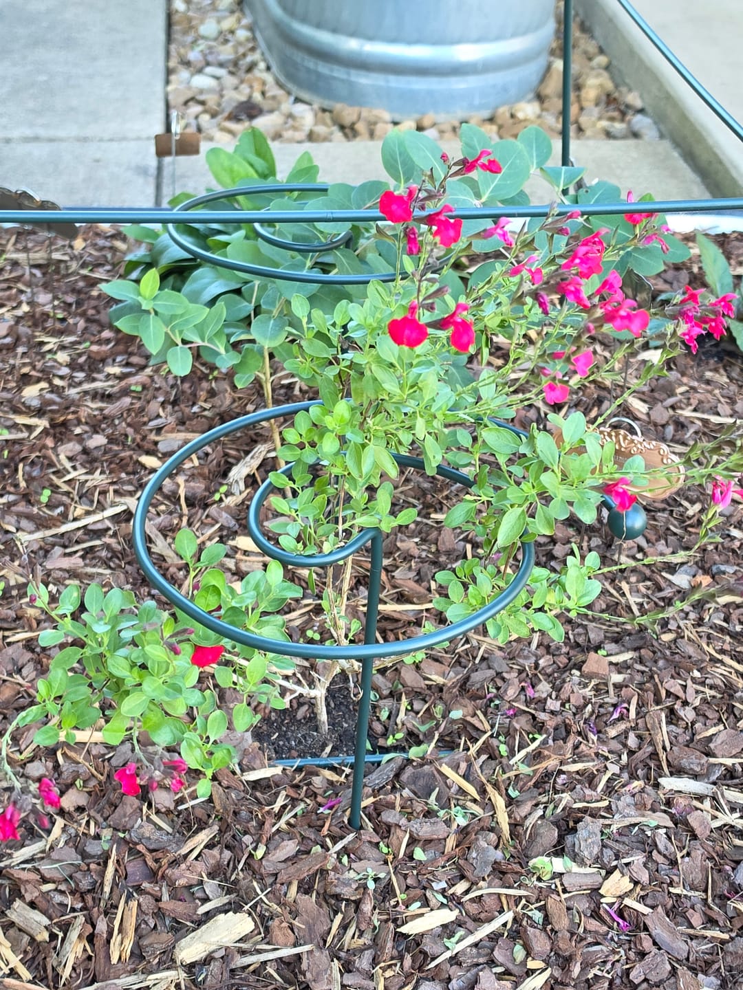 Customer photo review of Salvia Greggii 'Red'
