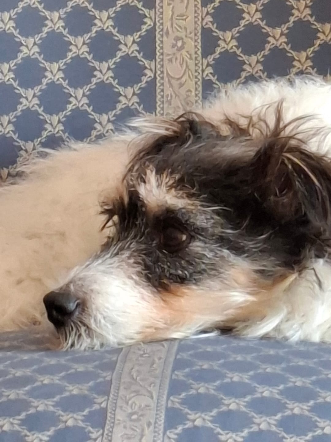 Customer photo review of Probioticos para perros