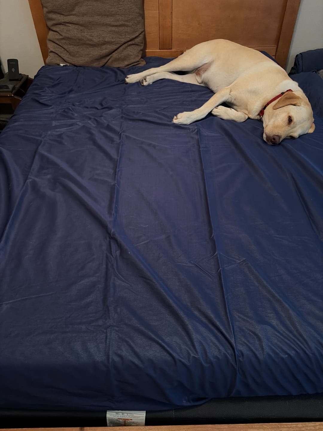 Customer photo review of Extra-Large Thin Waterproof Bed Cover for Pets & People – Reversible, Washable, Breathable | Silly Legacy®