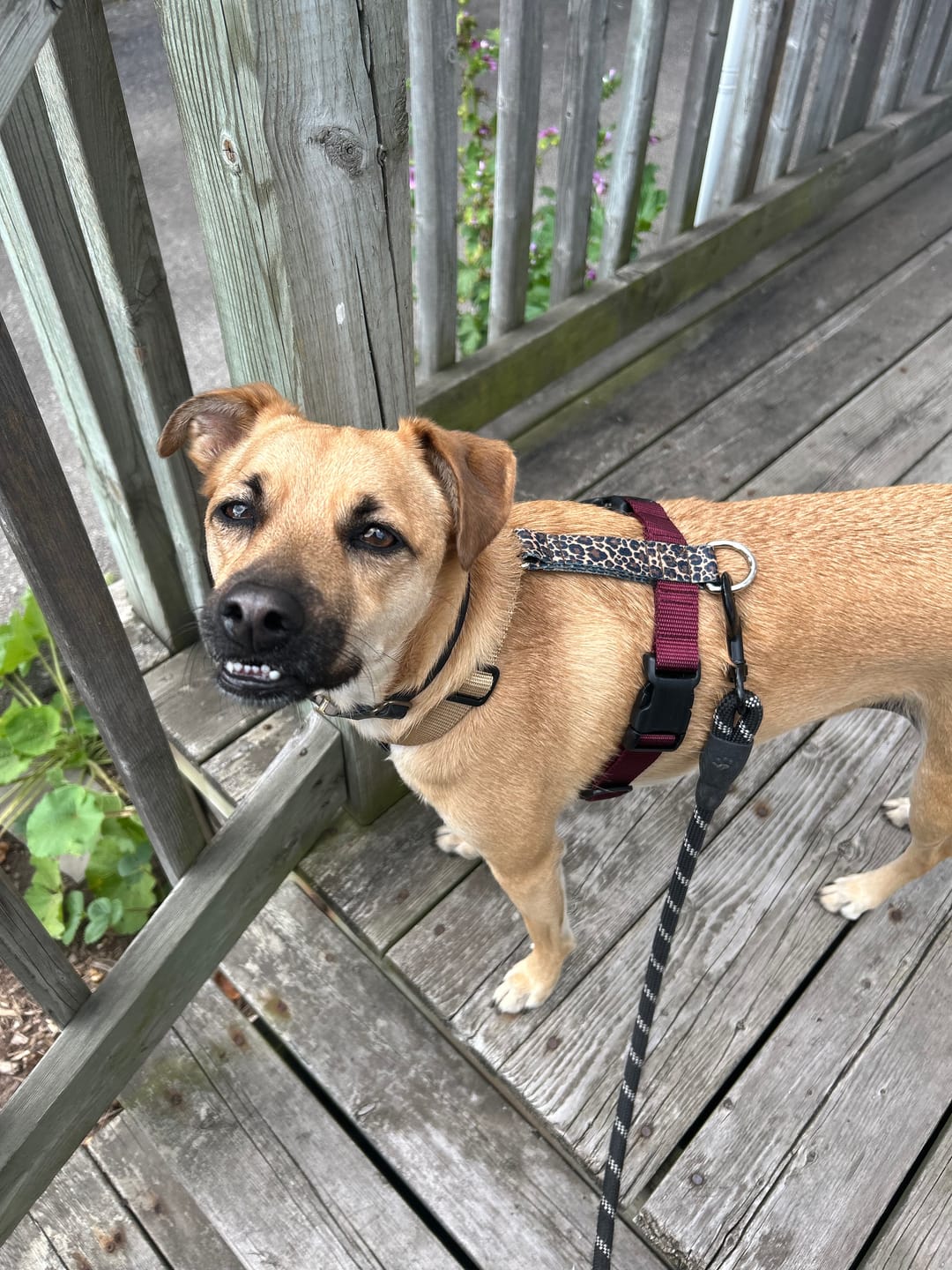 Customer photo review of Dog harness Royal Safari