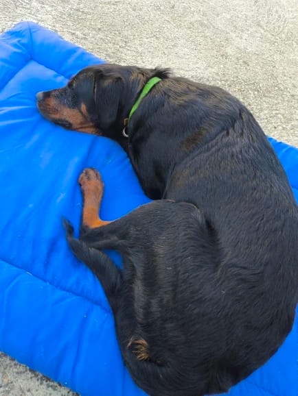 Customer photo review of Reise Nest 2-in-1 Hundebett für unterwegs