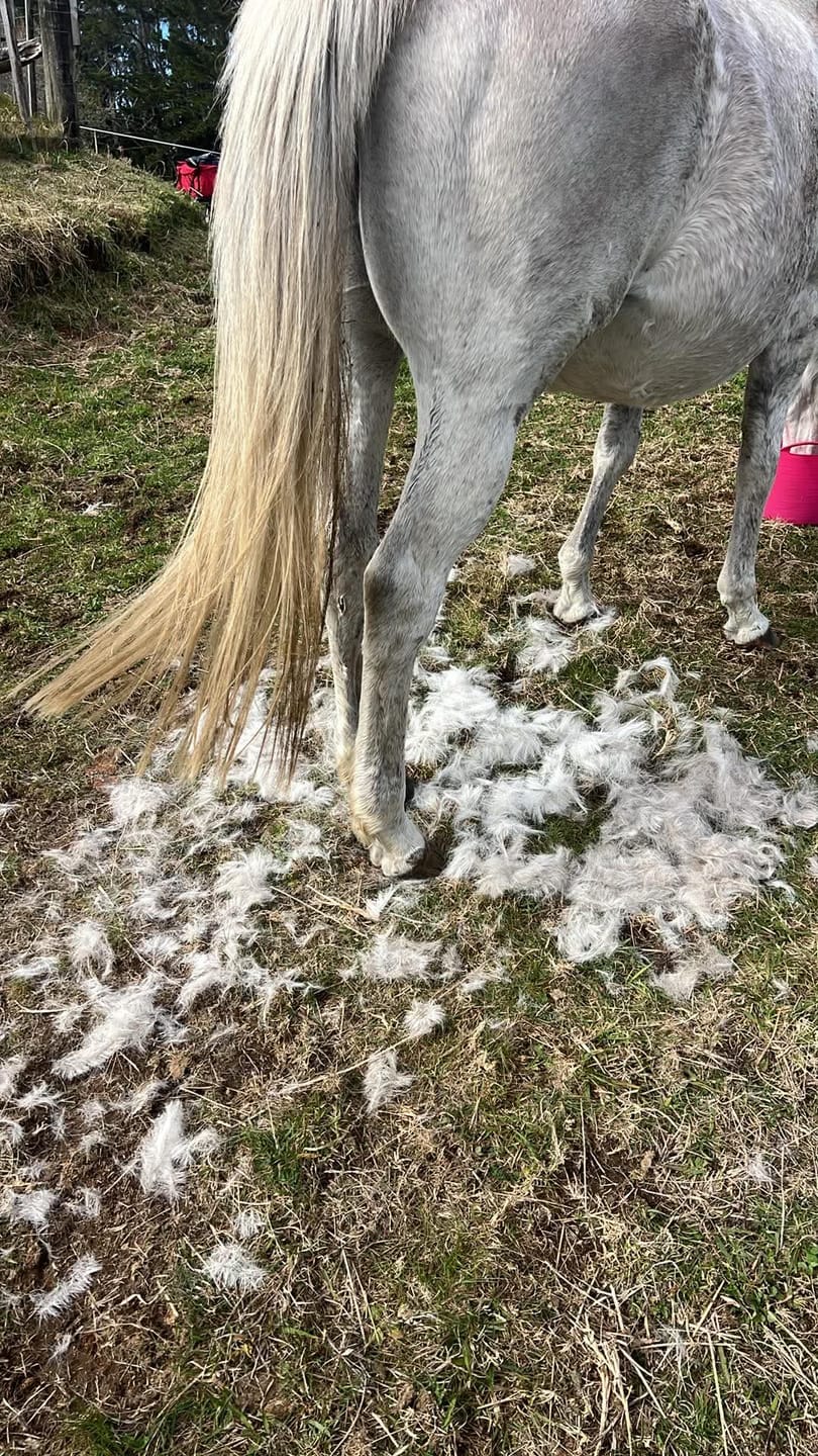 Customer photo review of NZ Tack Saddlery Co Shedder