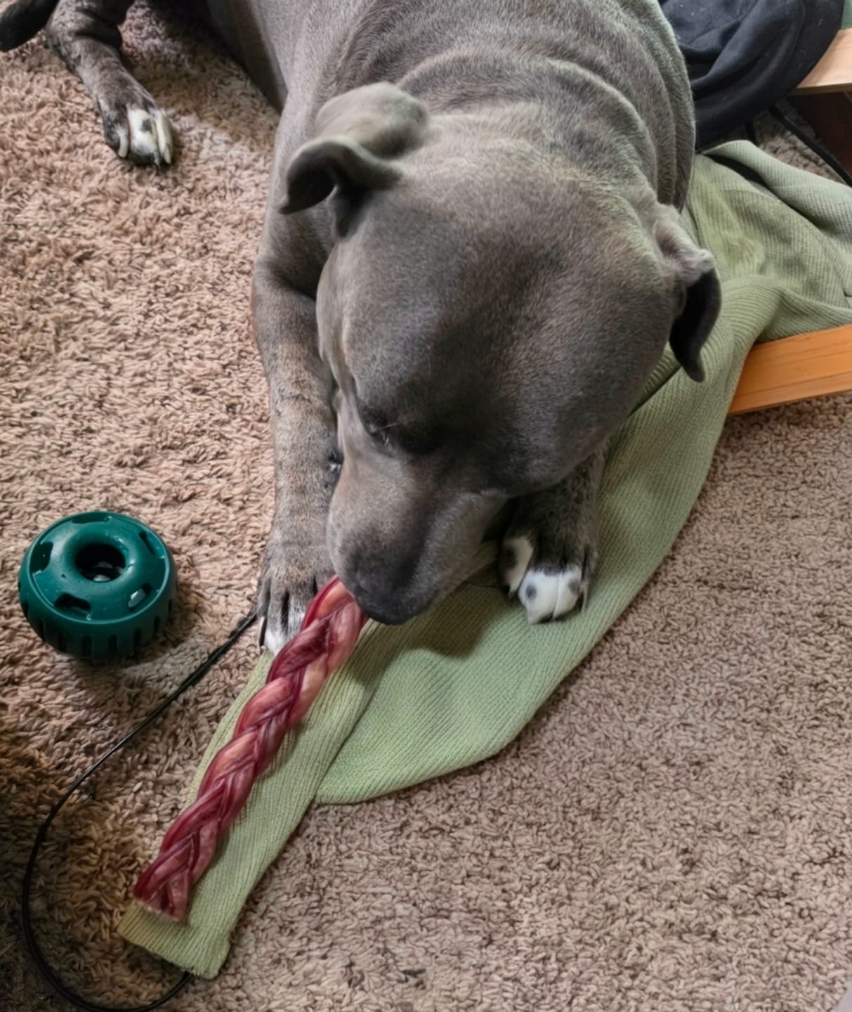 Customer photo review of 12 Inch Thick Braided Bully Stick