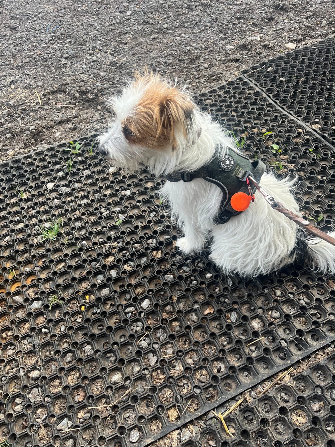 Customer photo review of Trail & Glow Tweed Dog Harness - Forest Tweed