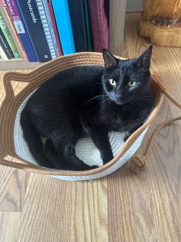 Customer photo review of Miova - Das natürliche Revier für deine Katze