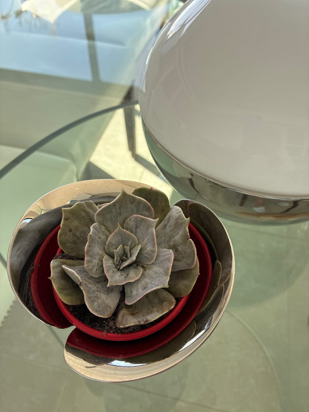 Customer photo review of Echeveria Lilacina Marble Variegated
