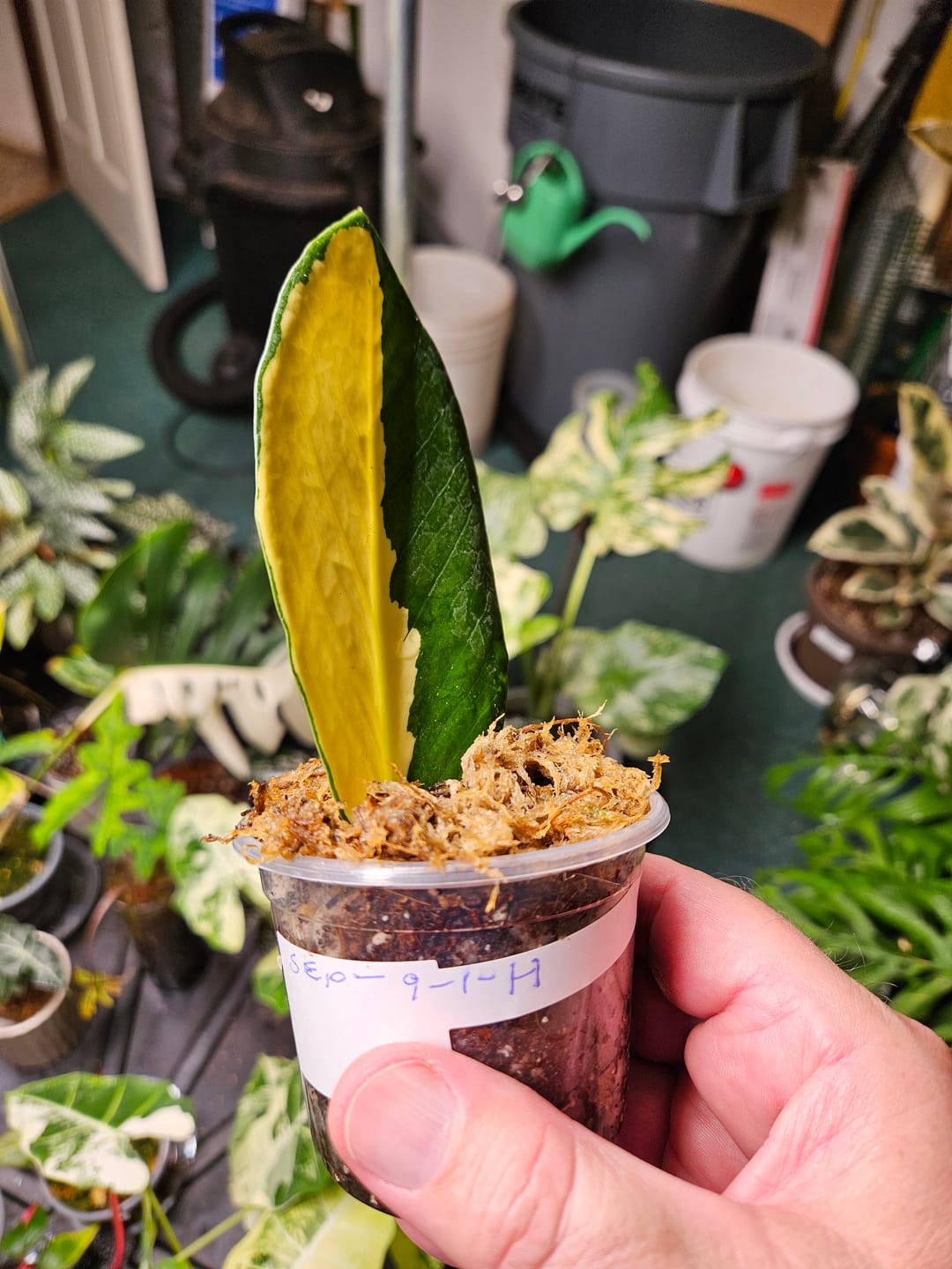 Customer photo review of Variegated ZZ Gold - Zamioculcas Zamiifolia Gold EXACT Plant