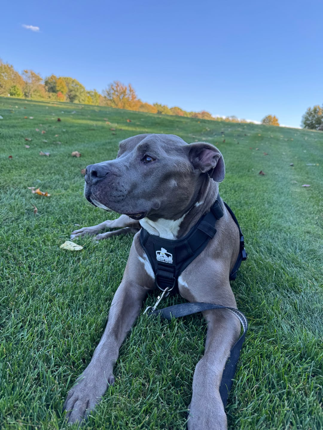 Customer photo review of No Pull Bully Proof Harness