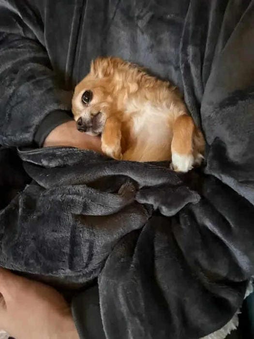 Customer photo review of PetPal Heizhoodie mit Haustiertasche