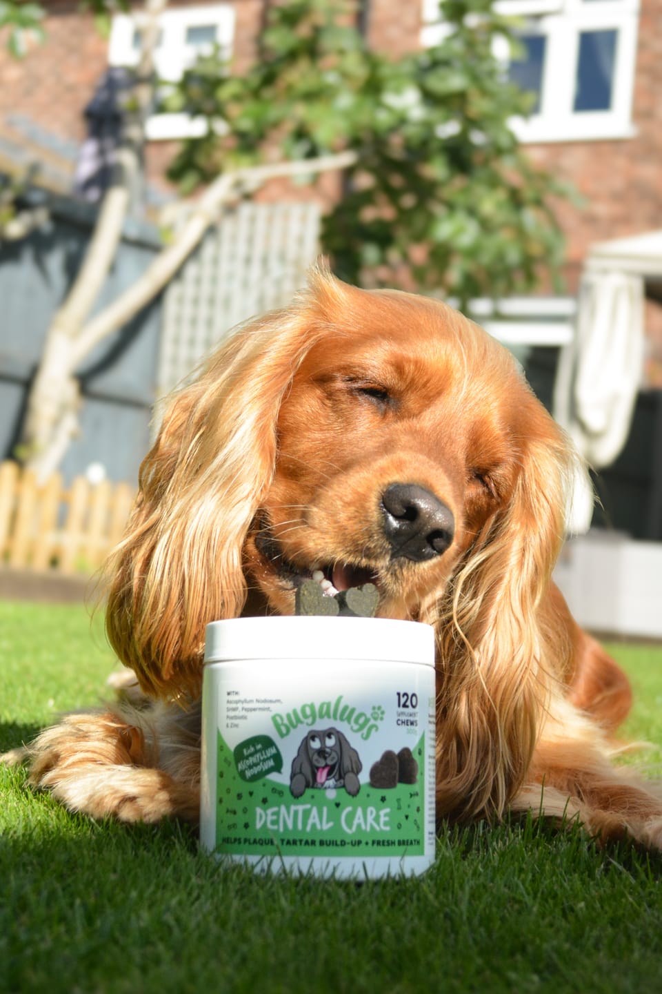 Customer photo review of Dental Care Supplement Chews for Dogs