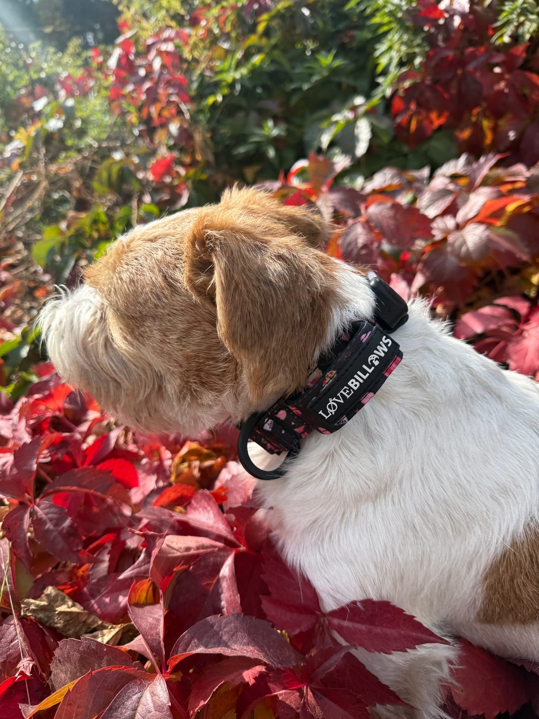 Customer photo review of 2.5cm Lighter Combat® Collar | With Handle & Secure Clip - Dark Love Edition