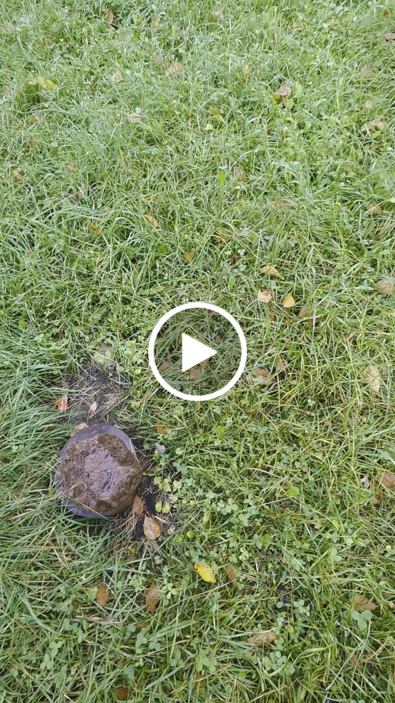 Customer video review of Winter Rye Food Plot Seed