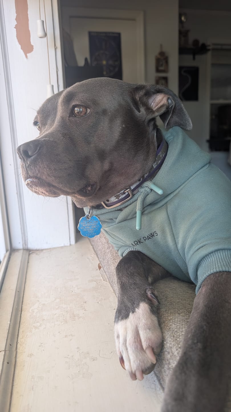 Customer photo review of Essential Dog Hoodie - Teal