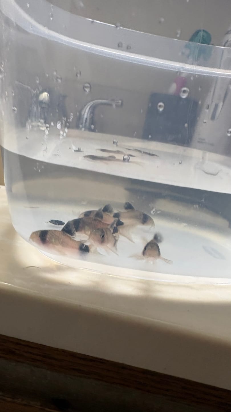 Customer photo review of Panda Cory Catfish