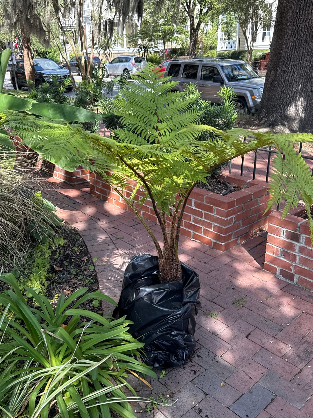 Customer photo review of Australian Tree Fern, Alsophila Australis