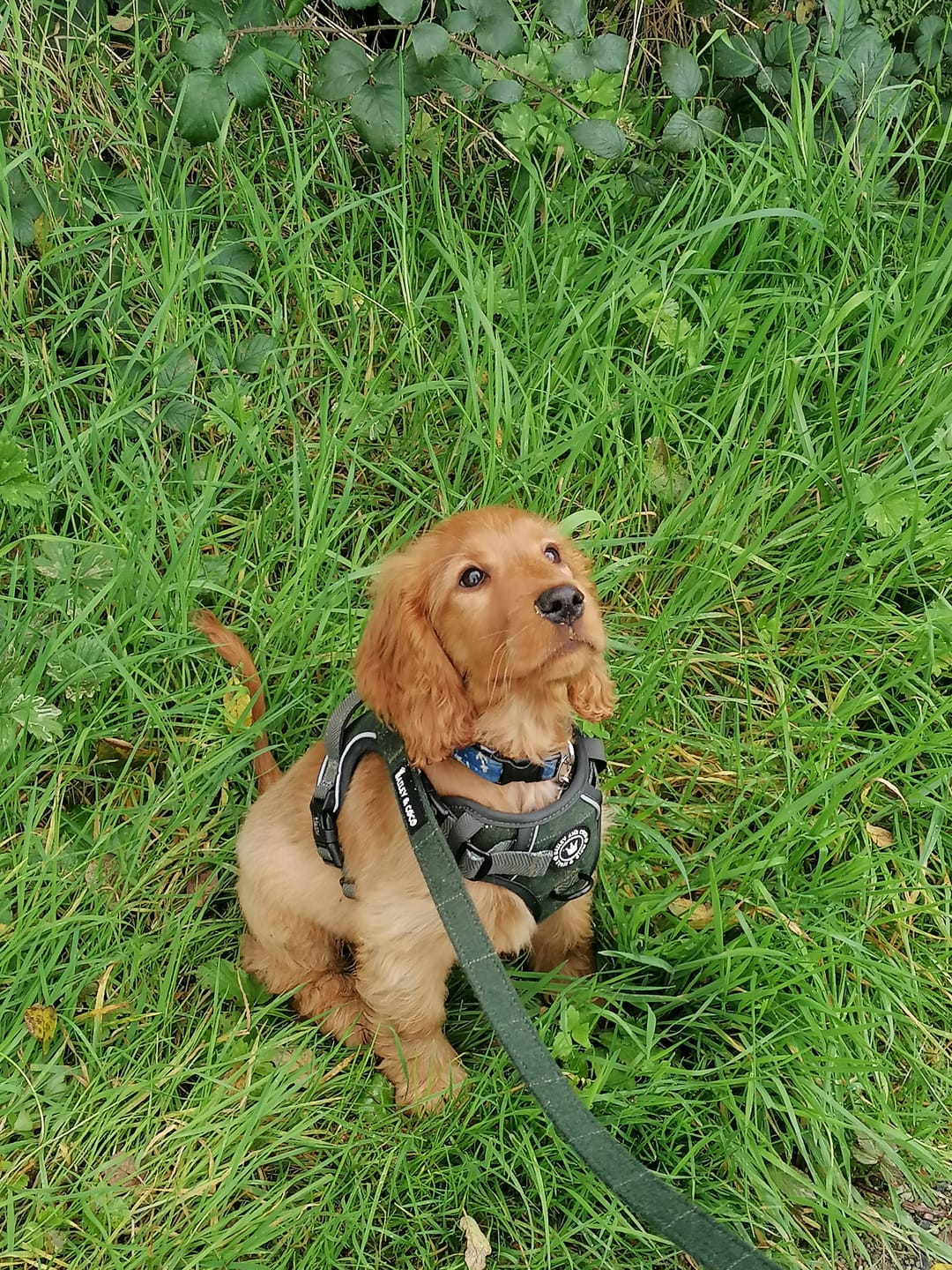 Customer photo review of Dog Lead 5ft - Forest Tweed