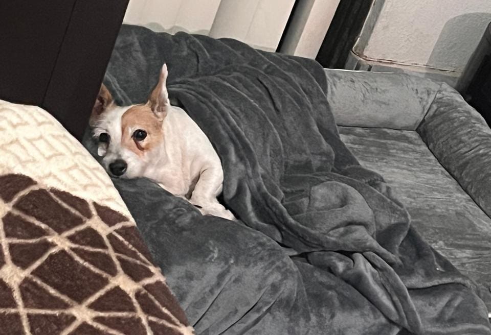 Customer photo review of Cama Ortopédica para Perros