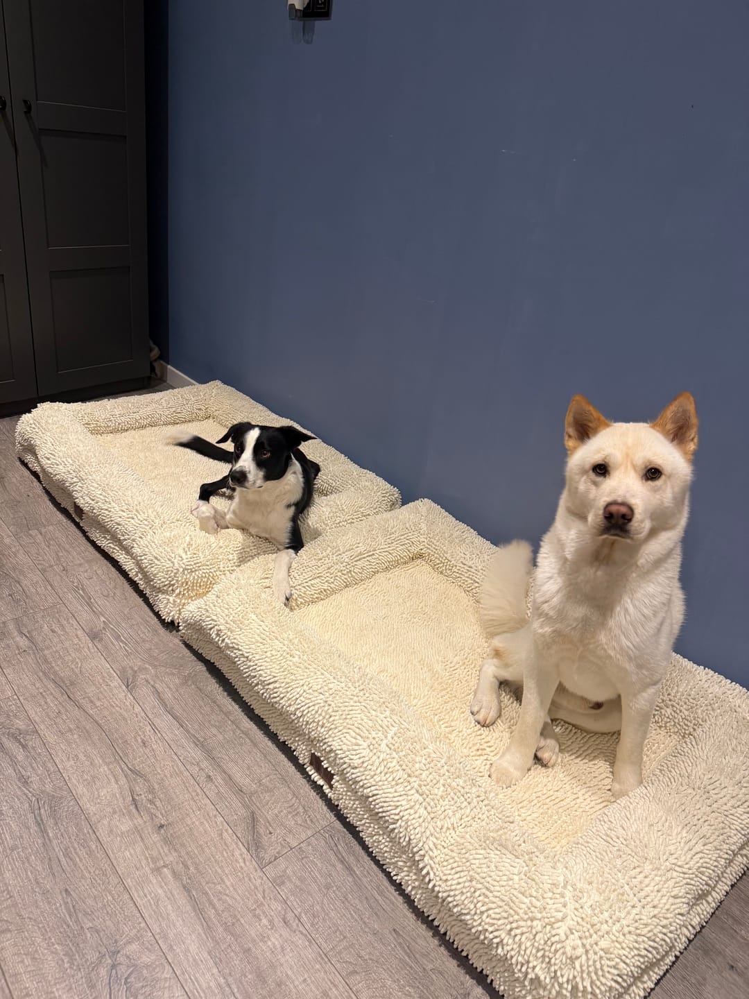 Customer photo review of Pet Perfect Orthopedische Hondenmand - Model 2 - Rainy Cover