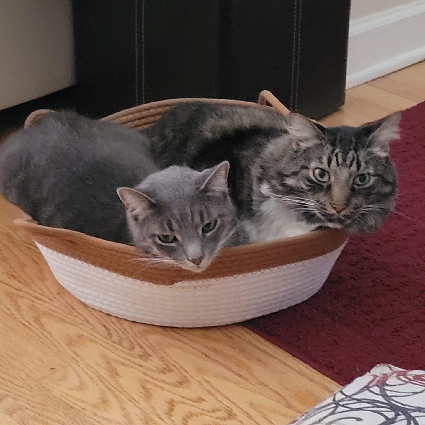 Customer photo review of Miova - Das natürliche Revier für deine Katze
