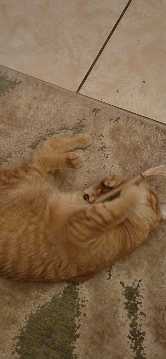 Customer photo review of RYERCAT Silvervine Cat Dental Sticks